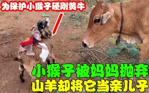 Video herunterladen: 被抛弃的小猴子把山羊当妈妈，山羊为了它硬刚黄牛，跨越物种的爱