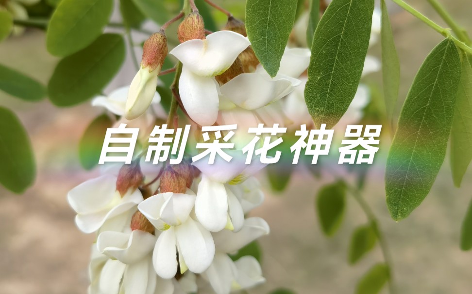 又到一年槐花飘香时自制采花神器农村长大的小伙伴都会