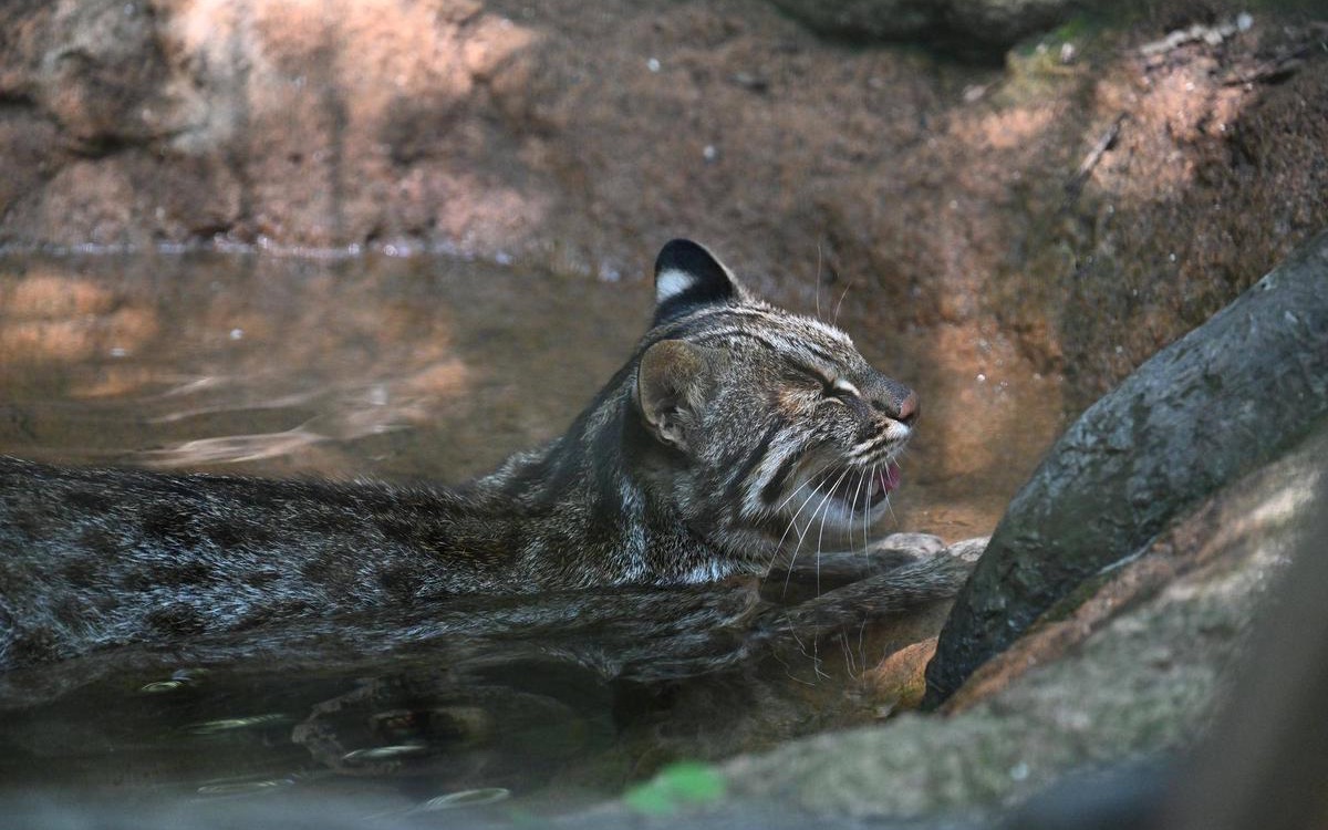 【对马豹猫】天热玩水最舒服了