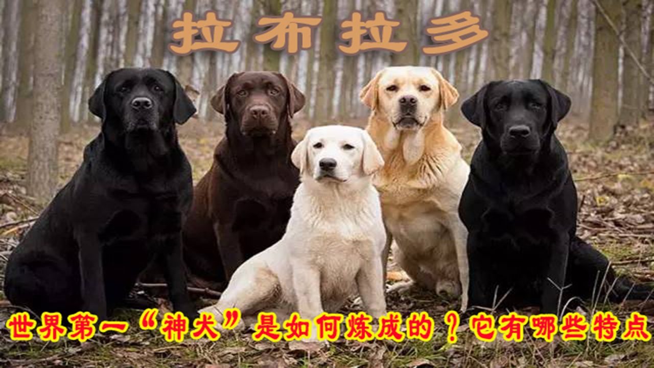 拉布拉多寻回犬(Labrador retriever),世界第一“神犬”是如何炼成的?它有哪些特点?哔哩哔哩bilibili