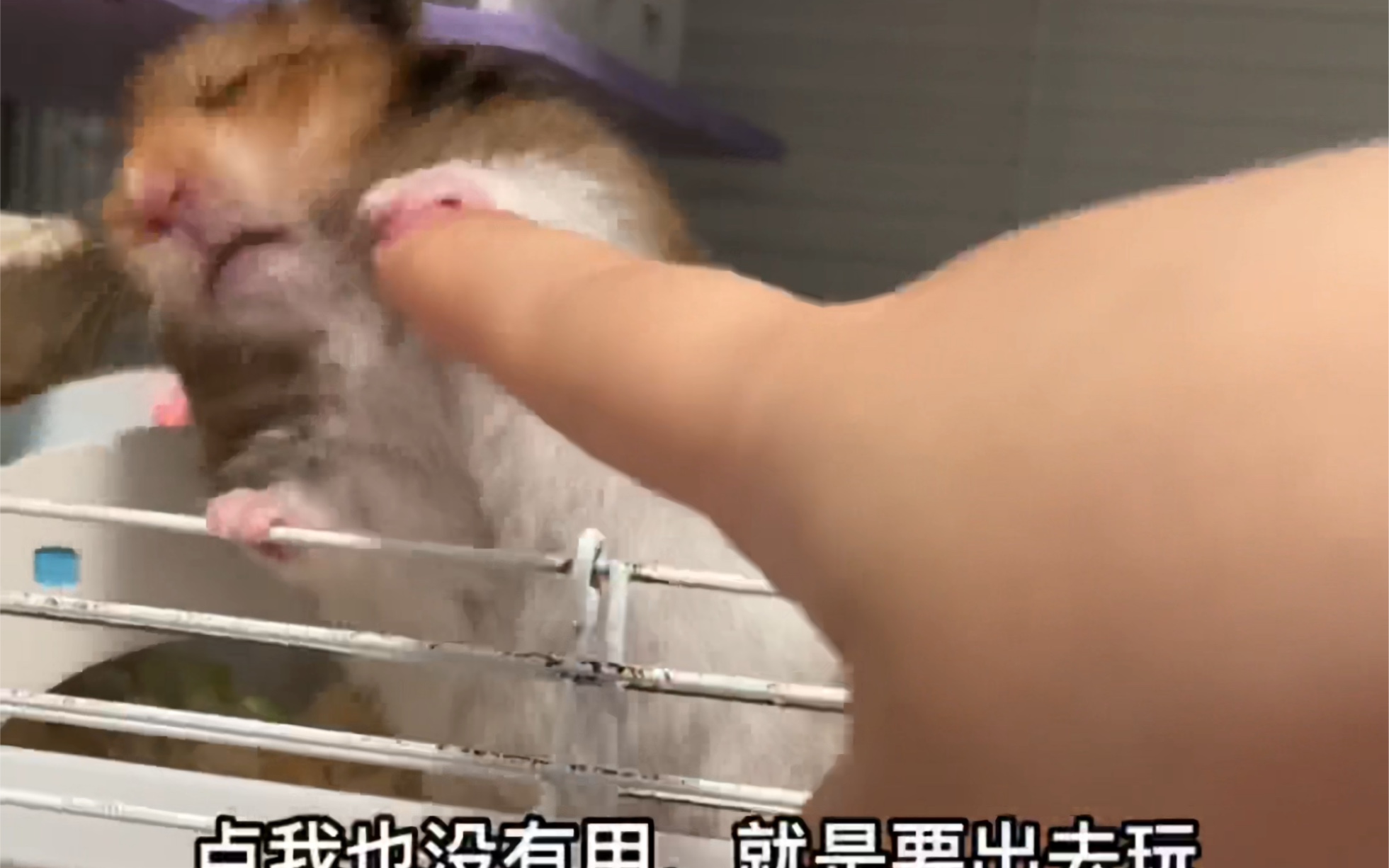 假如仓鼠会说话