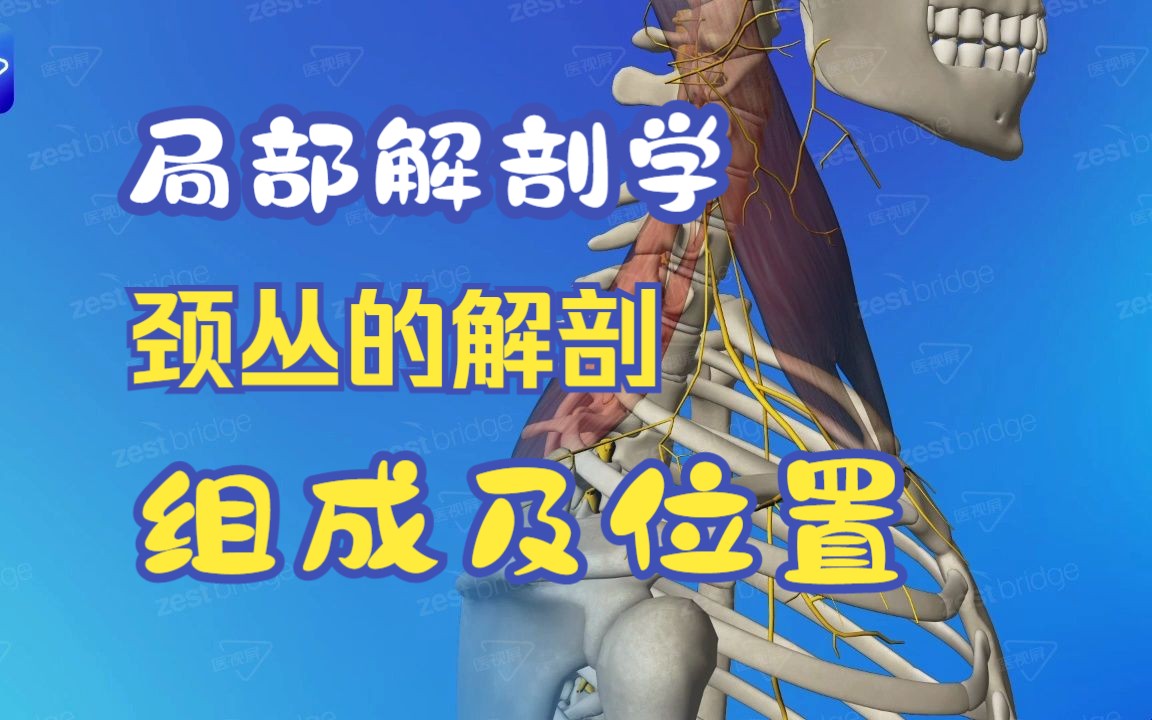 【局部解剖学】颈丛的组成及位置-医视屏-3D-医视屏-3D-哔哩哔哩视频