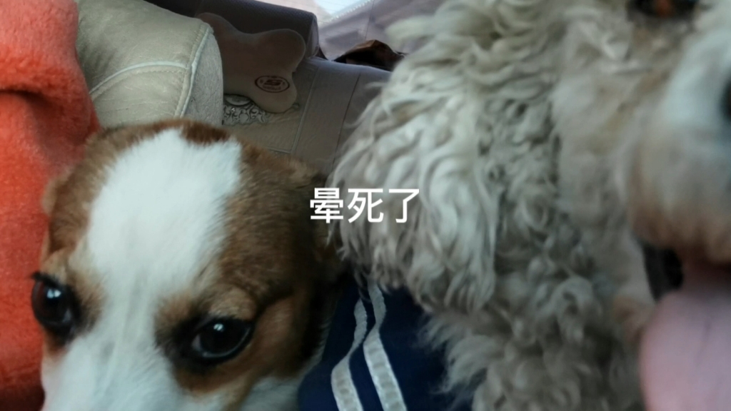 晕死了,可爱的萌宠