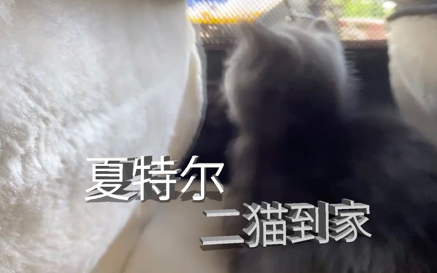 【夏特尔蓝猫】二猫到家:猫舍拜访 & 接猫VLOG哔哩哔哩bilibili