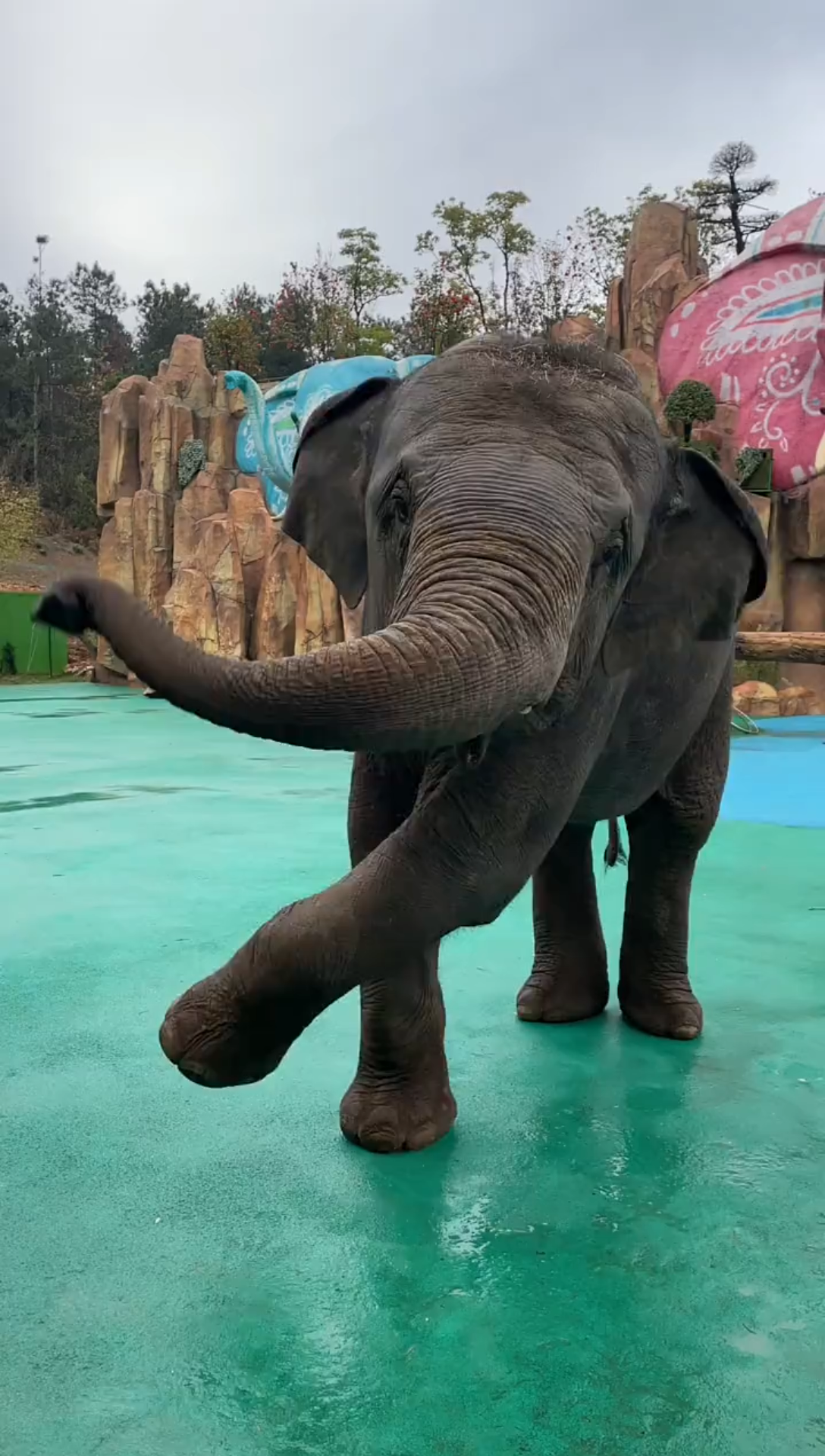 会玩杂技的大象