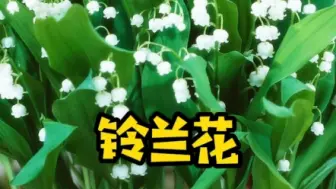 Tải video: 铃兰手捧花动辄上万元，自己种却很便宜～