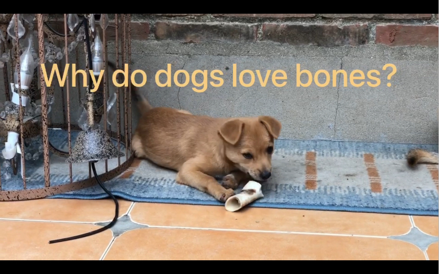 Why do dogs love bones? 狗为什么爱啃骨头哔哩哔哩bilibili