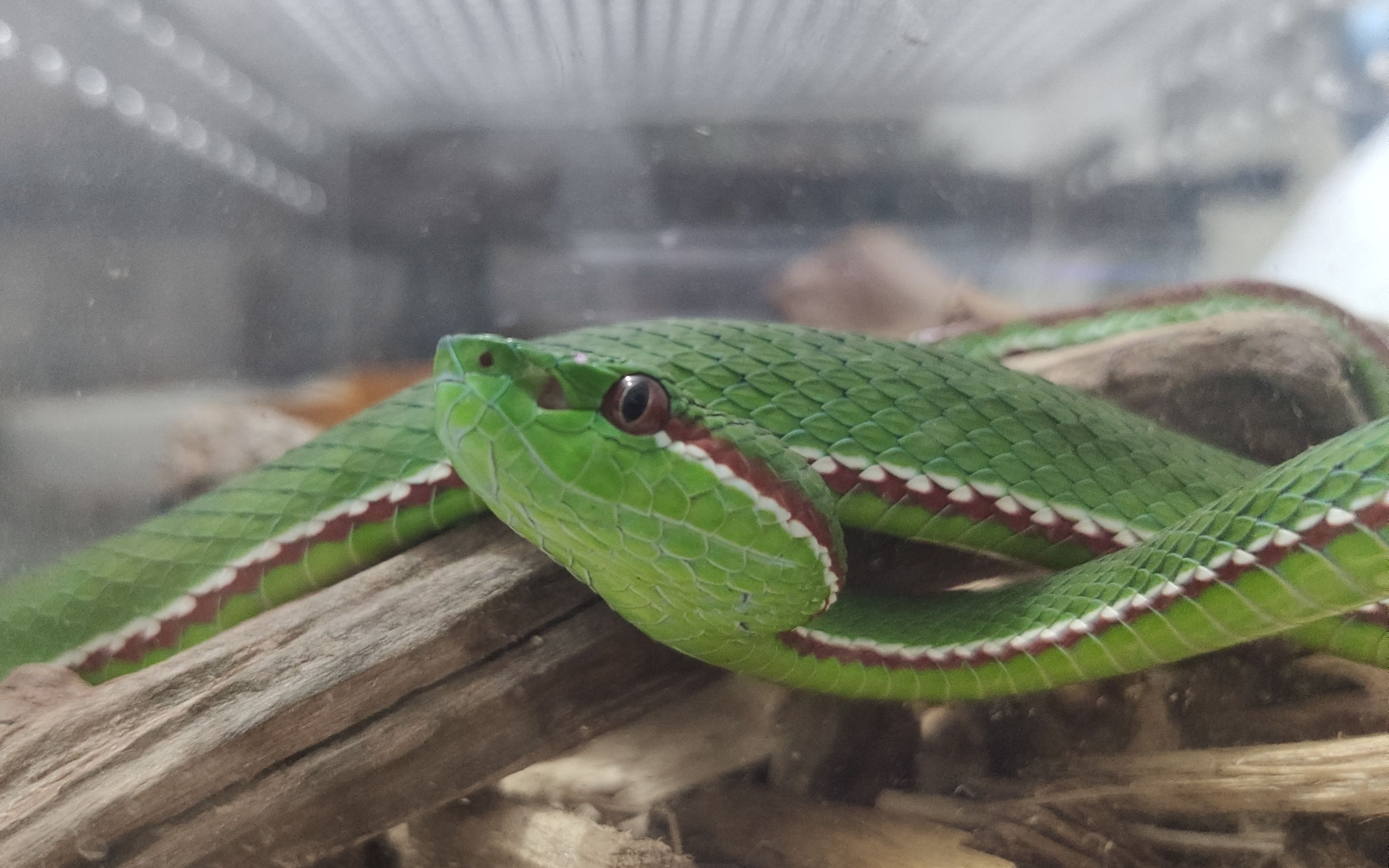 坡普竹叶青开箱_哔哩哔哩_bilibili