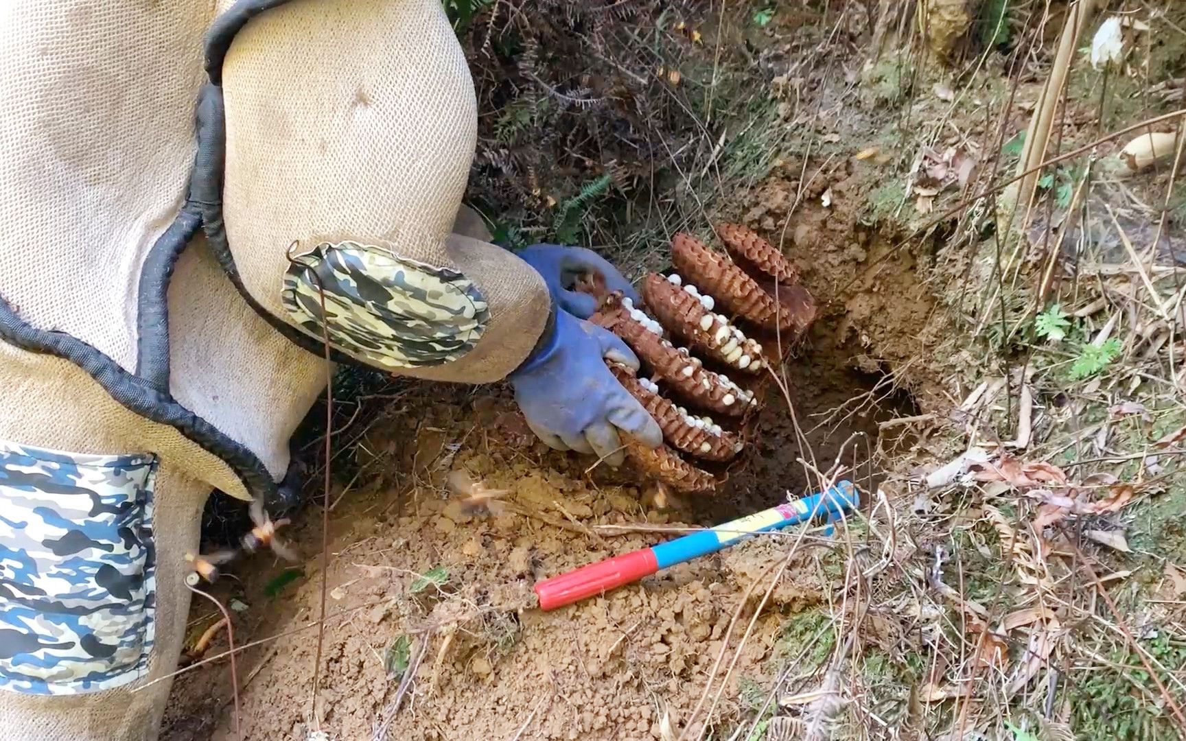 荒废农田旁发现一窝黑尾胡蜂,几分钟就挖出一个马蜂窝,太过瘾了