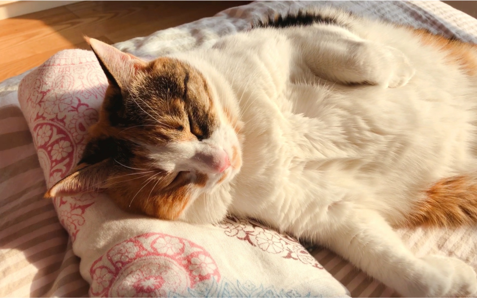 三花猫 | 真香预警,喜欢睡小枕头的肥喵