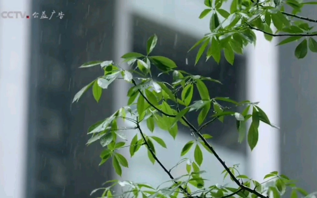 [图]【CCTV公益传播】二十四节气系列公益广告《天地有节 风雅中华》（雨水篇）