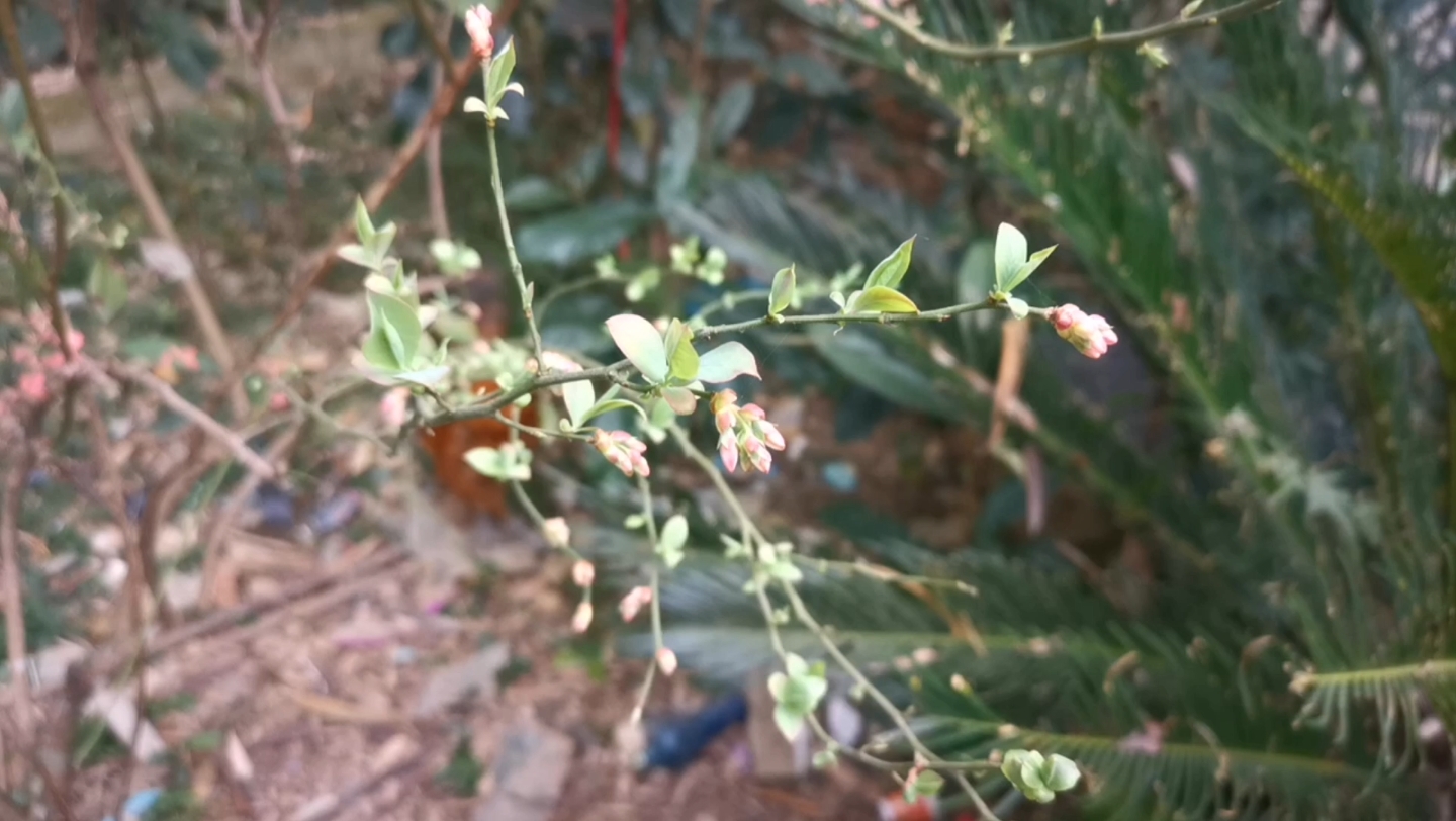 [图]三月，在诗人的眼里，这是一个迷人的季节。沾衣欲湿杏花雨，吹面不寒杨柳风。草长莺飞，花开三月。是否瞧见了枝头冒出的绿芽，迎春灿烂，燕儿衔枝，恰逢万物生长，都向春天