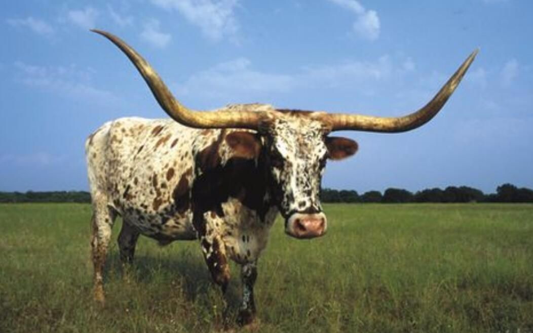 非洲安科拉长角牛,和所有牛类一样群居生活,狮子遇到都躲着走!