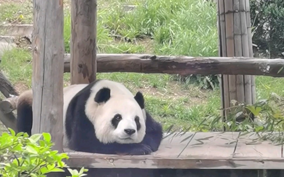 〔大熊猫〕飞云用行动告诉我们,阴雨天和睡觉是绝配.因为网站后台原因弹幕和评论可能需要隔天刷视频才可以发布成功哔哩哔哩bilibili