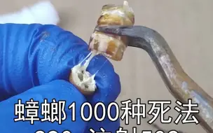 Video herunterladen: 用502封蟑螂的菊花已经满足不了粉丝了，粉丝想看，把502胶水注射到蟑螂肚子里