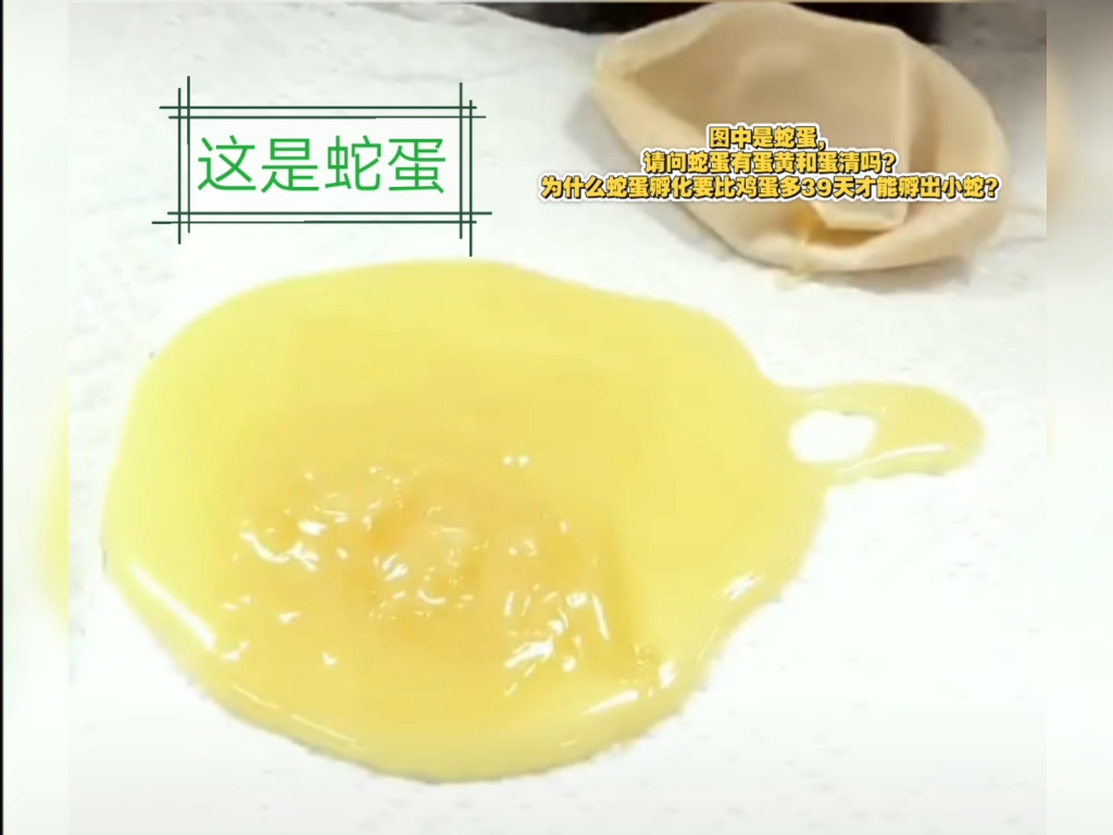 图中是蛇蛋,请问蛇蛋有蛋黄和蛋清吗?