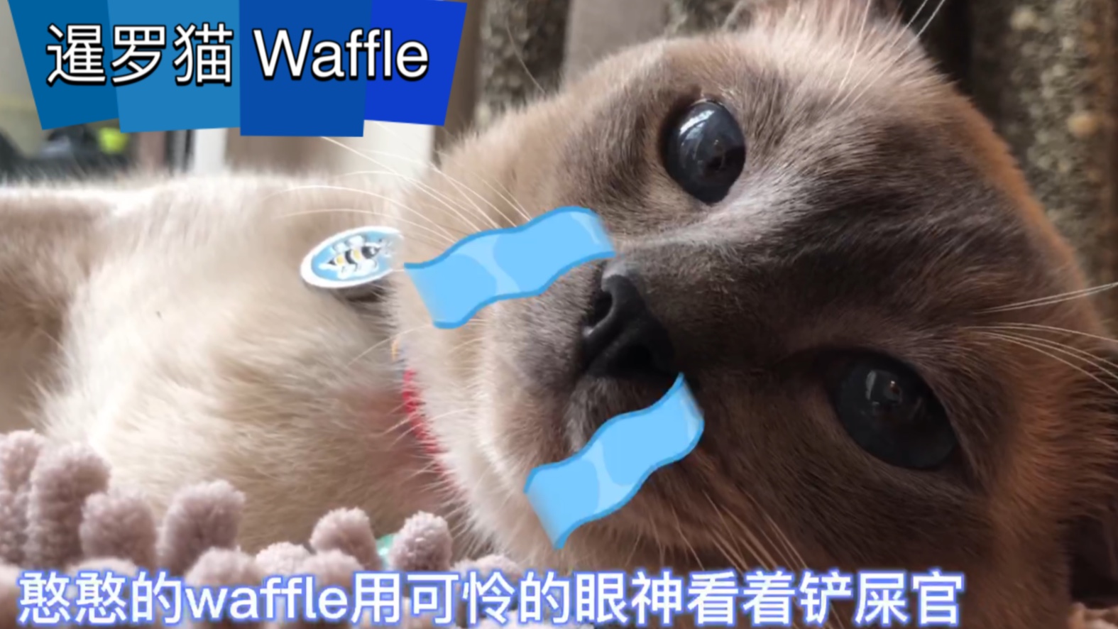 暹罗猫Waffle憨憨一个 老老实实又可可爱爱哔哩哔哩bilibili