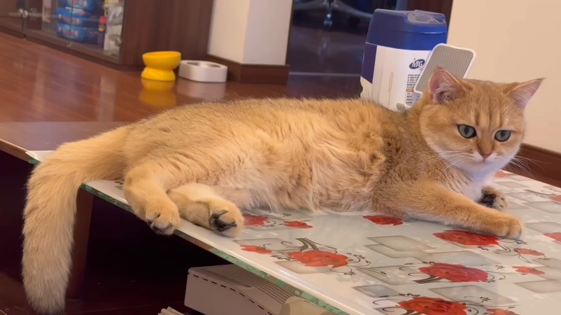 可爱之猫,必有可爱之处