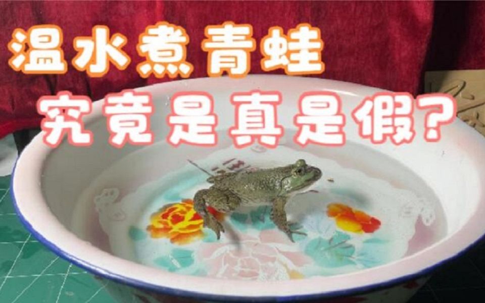 温水煮青蛙到底是真是假我们能从中学到什么