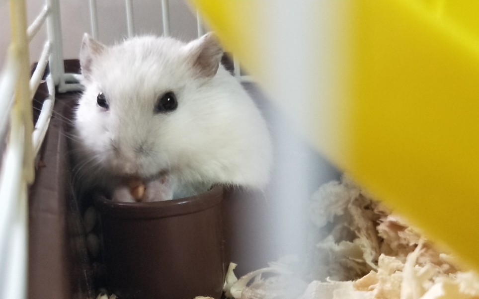 偷窥鼠仔洗澡喝水嘿嘿嘿