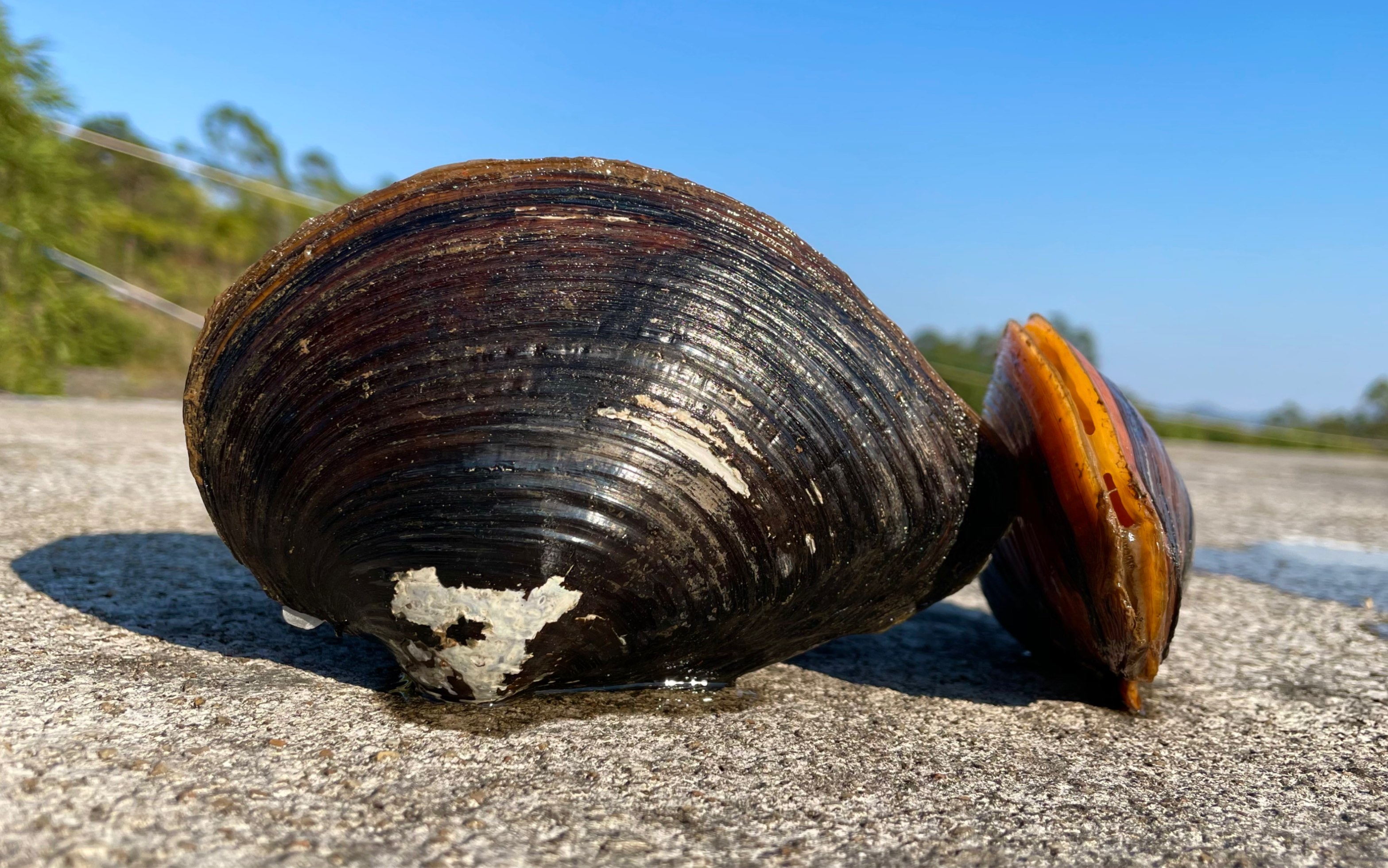 池塘里生长十年的河蚌,里面到底会不会有珍珠?
