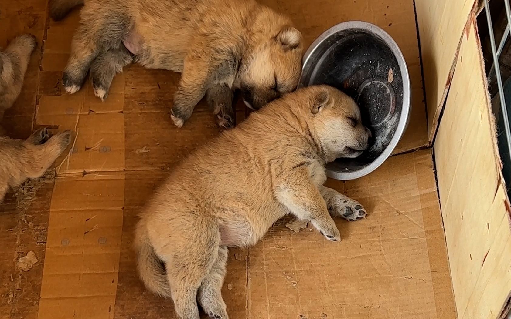 小奶狗:我吃饭睡觉两不误