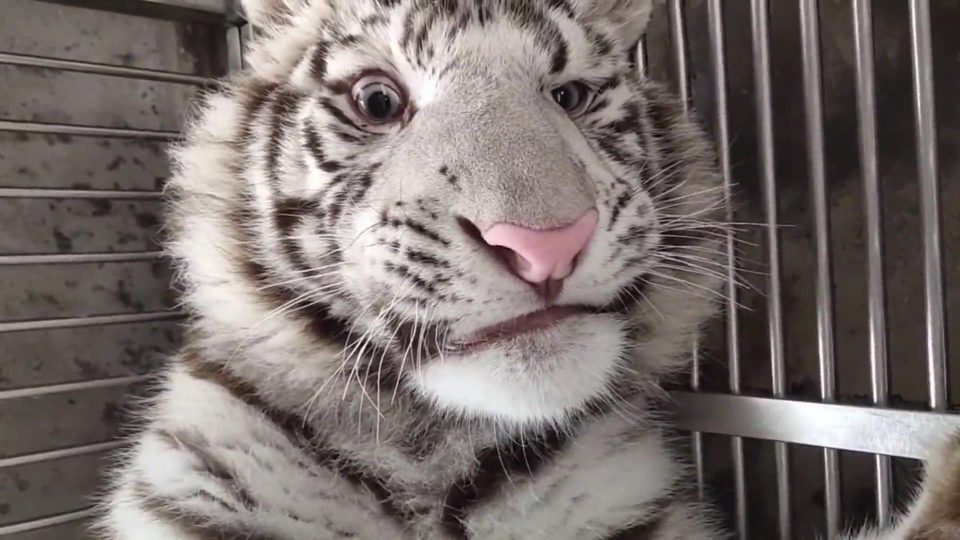 大号白猫-智慧的眼神-聪明的亚子