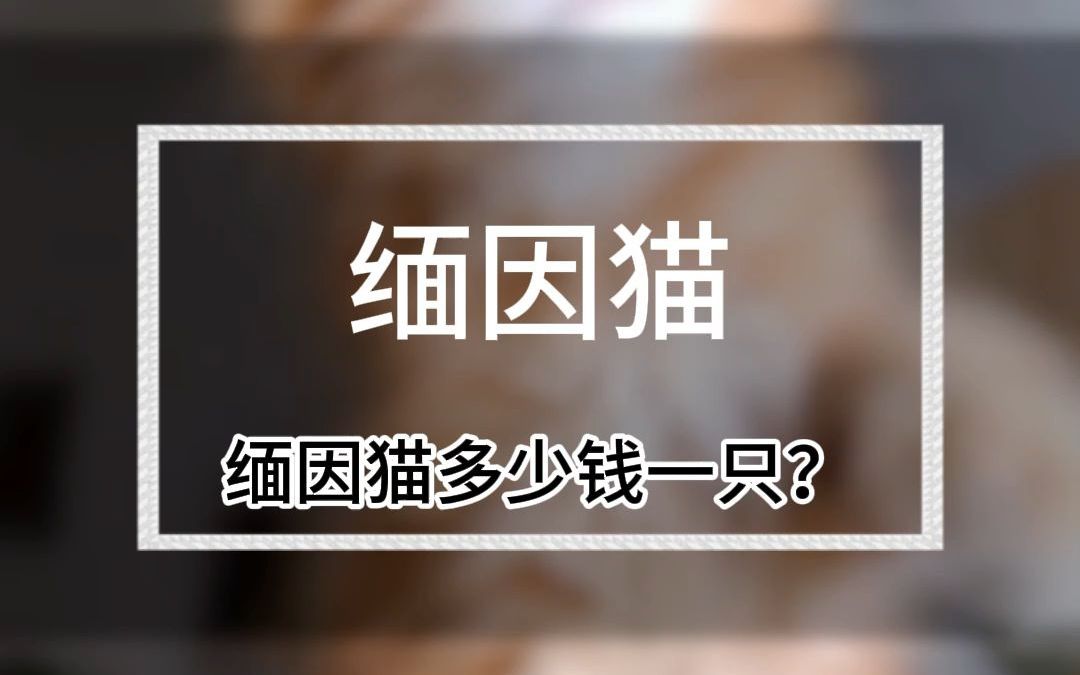 缅因猫多少钱一只?(5617)哔哩哔哩bilibili