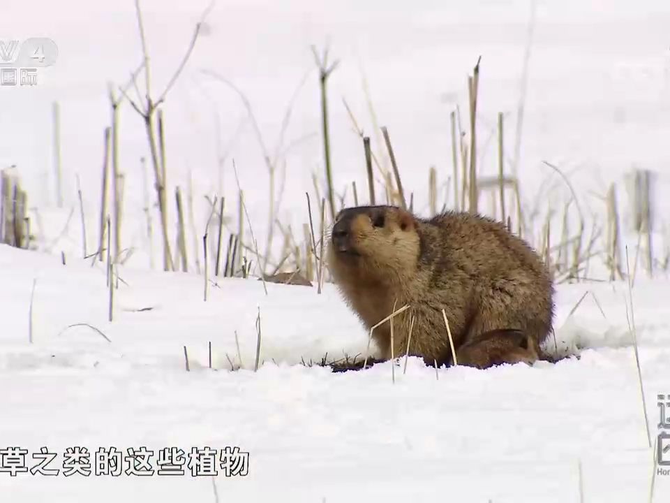 玉树杂多县的旱獭哔哩哔哩bilibili