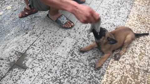 一个月大的马犬如何训练 专业训犬师告诉你 如何用食物去塑形 哔哩哔哩