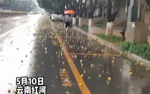 Video herunterladen: 大雨过后芒果掉落一地，市民在路边实现了“芒果自由”，“捡不完，根本捡不完。”