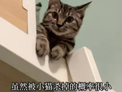 Video herunterladen: 被猫猫杀死的概率很低，但绝对不可能是0