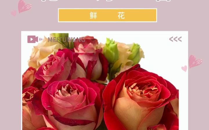 情投意合玫瑰云南玫瑰