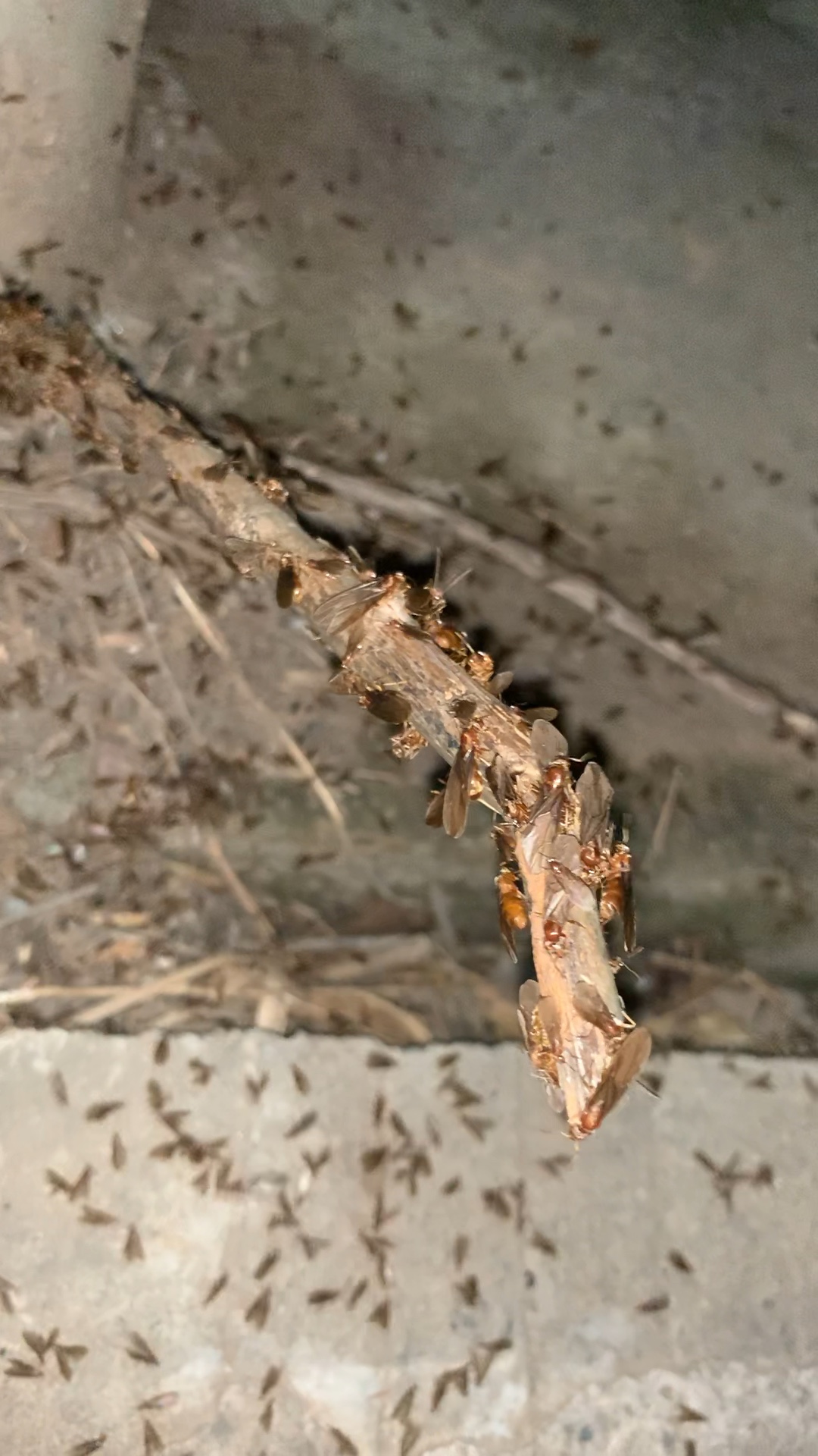 相似拟毛蚁婚飞了,这三个家伙估计今晚能吃_哔哩哔哩 (゜-゜)つロ