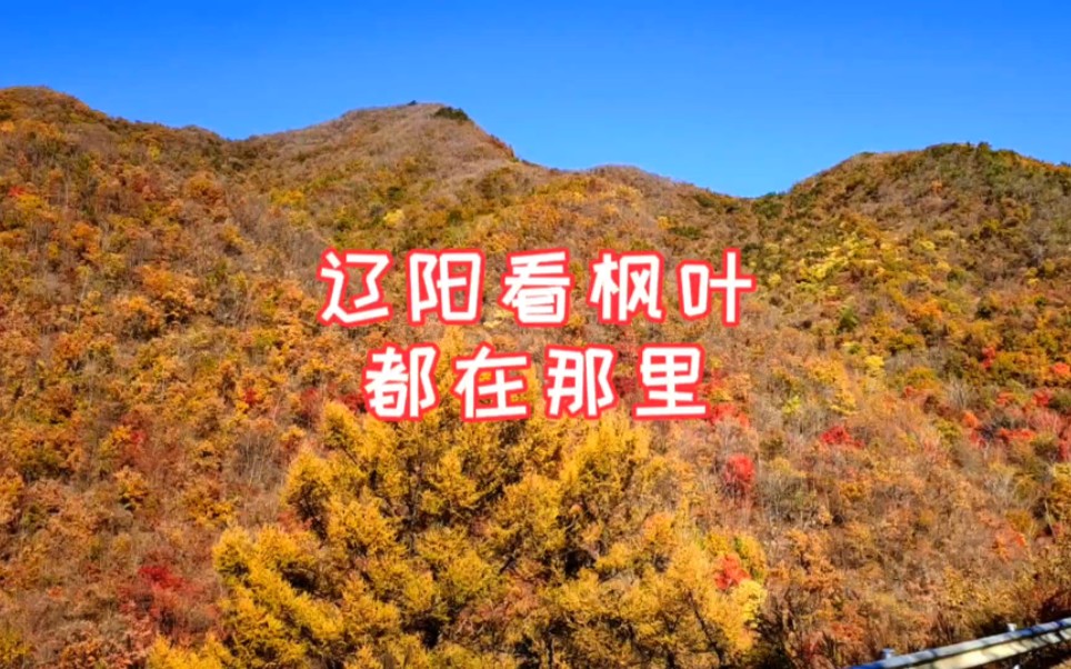 最美秋天即将过去最多还有一周，辽阳哪里看枫叶听徒步达人画哥怎么说