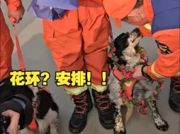 Download Video: 属于搜救犬的仪式感