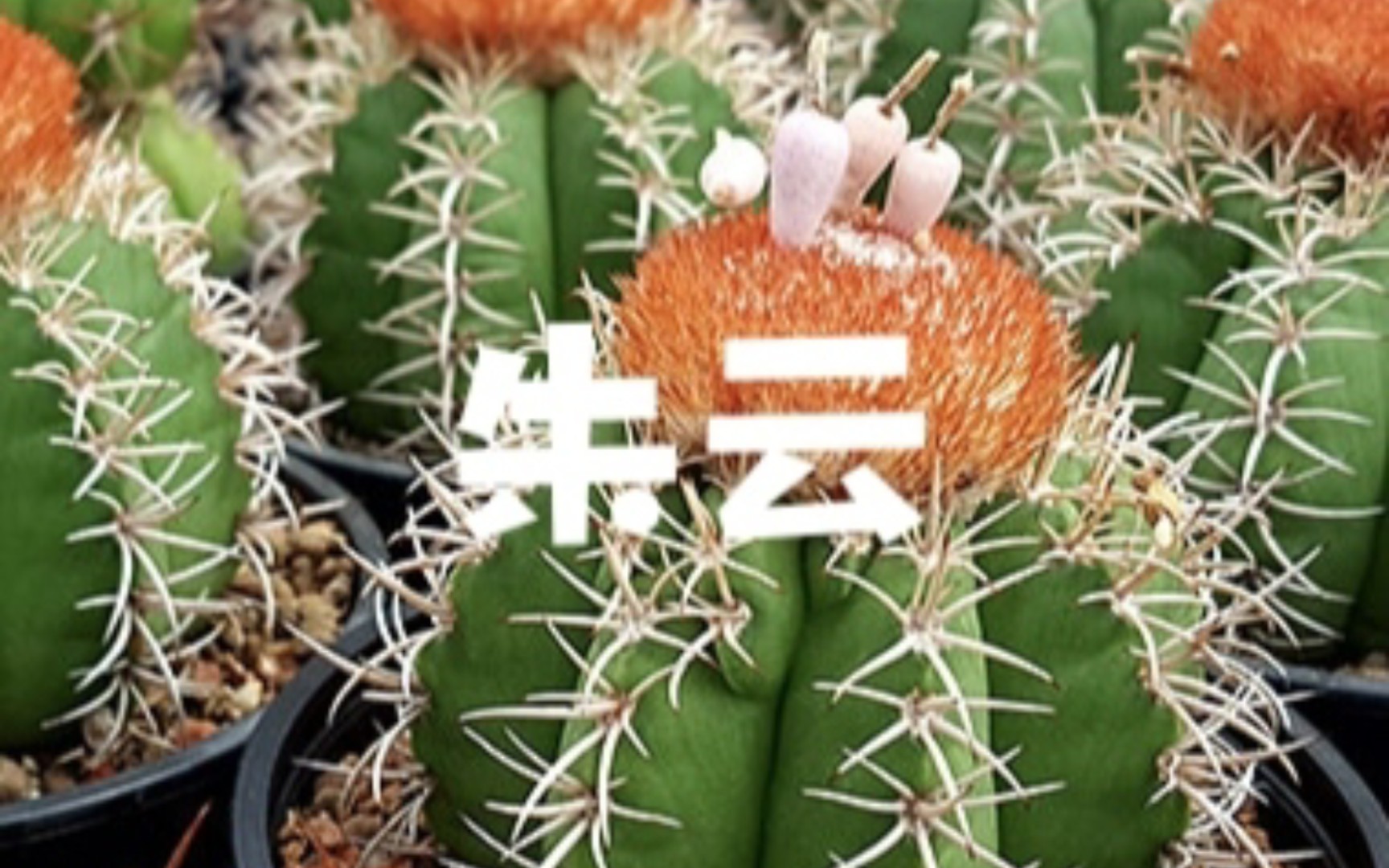 Melocactus matanzanus花座球属朱云,解压摘果子与原产地介绍哔哩哔哩bilibili