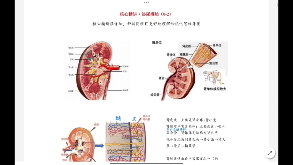 生理学- 尿的生成和排出