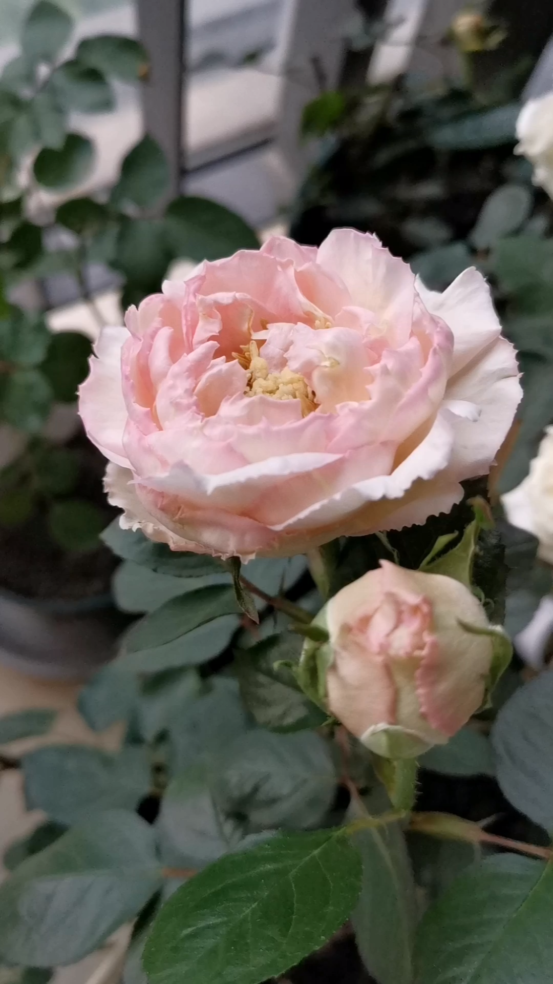 伊芙日出月季错版花边带粉色甜甜的