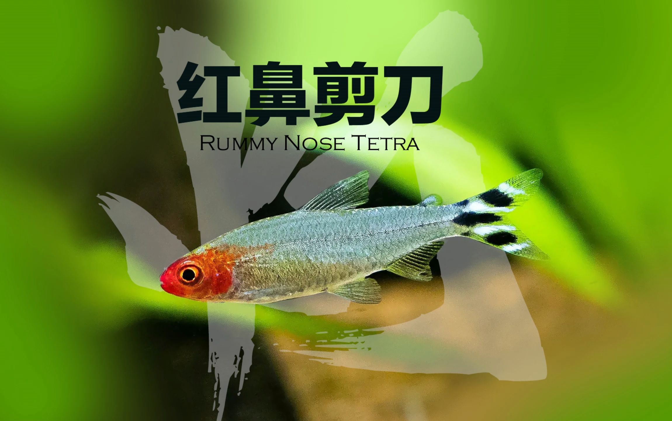 红鼻剪刀灯Rummy Nose Tetra哔哩哔哩bilibili