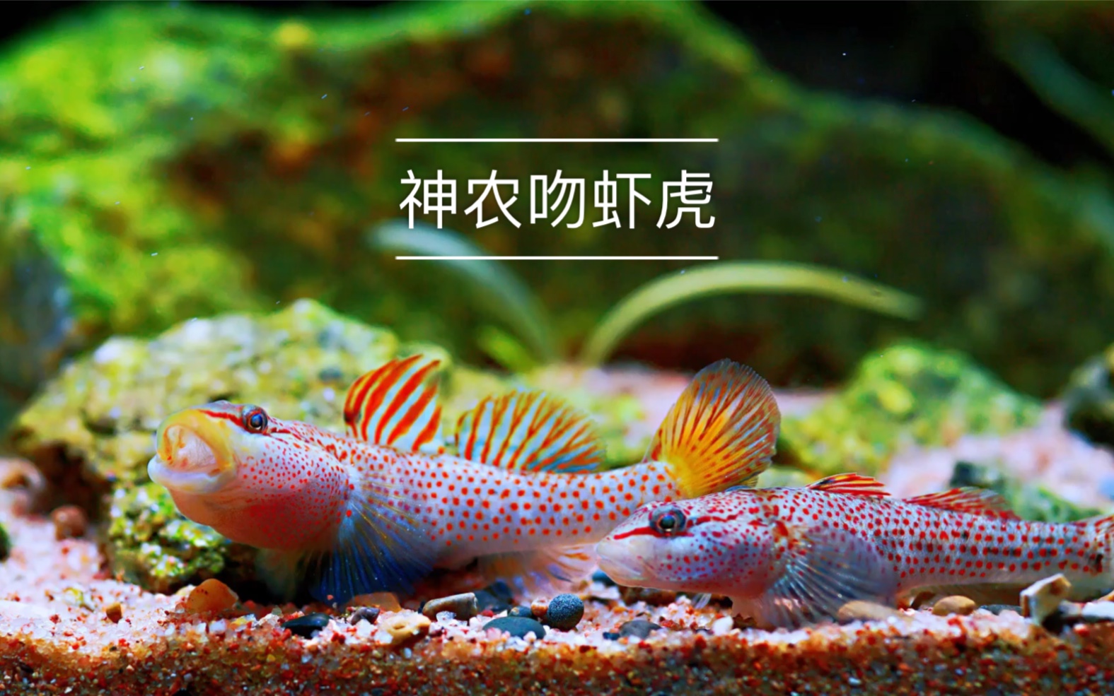 神农吻虾虎对吼