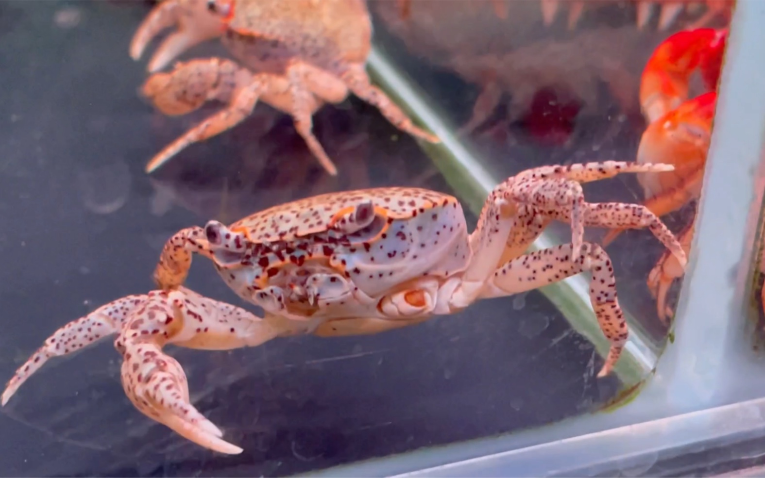 逛花卉市场看到的可爱斑点蟹