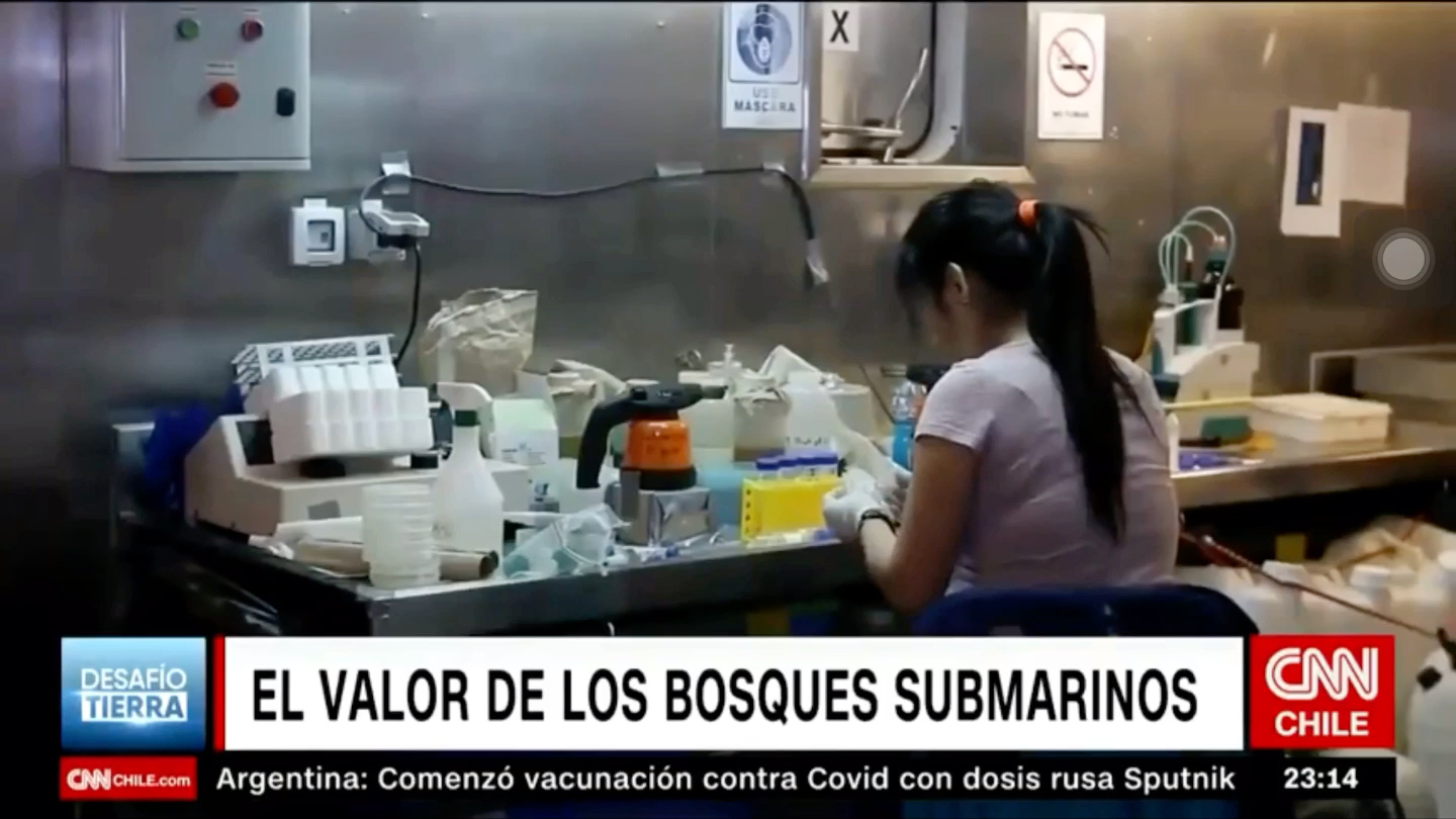 El valor de bosques submarinos 海底森林的价值哔哩哔哩bilibili