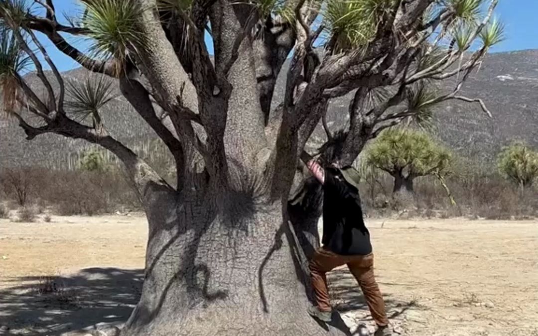 [图]块根植物 大千世界无奇不有