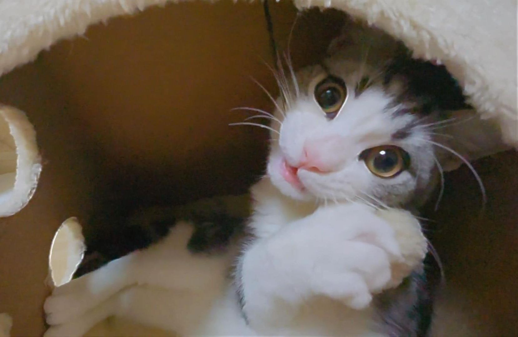 小猫咪自己玩耍也能很开心哦