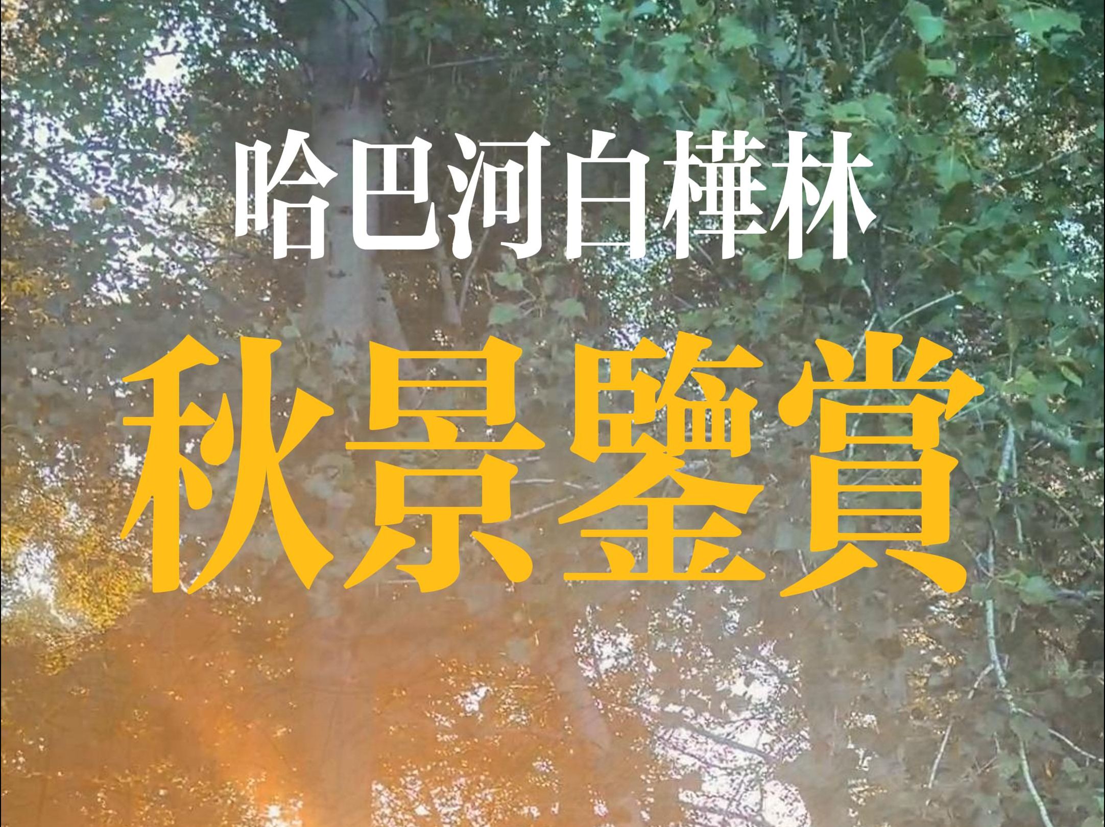 秋天的白桦林哔哩哔哩bilibili