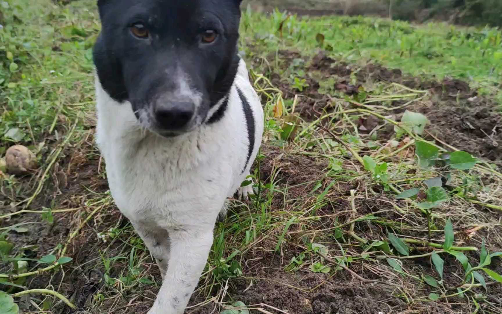 奶牛大狗狗,蹦蹦跳跳没烦恼