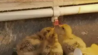 【新农村】自动饮水器鸡用自动饮水乳头分两种，长钉和短钉的优劣