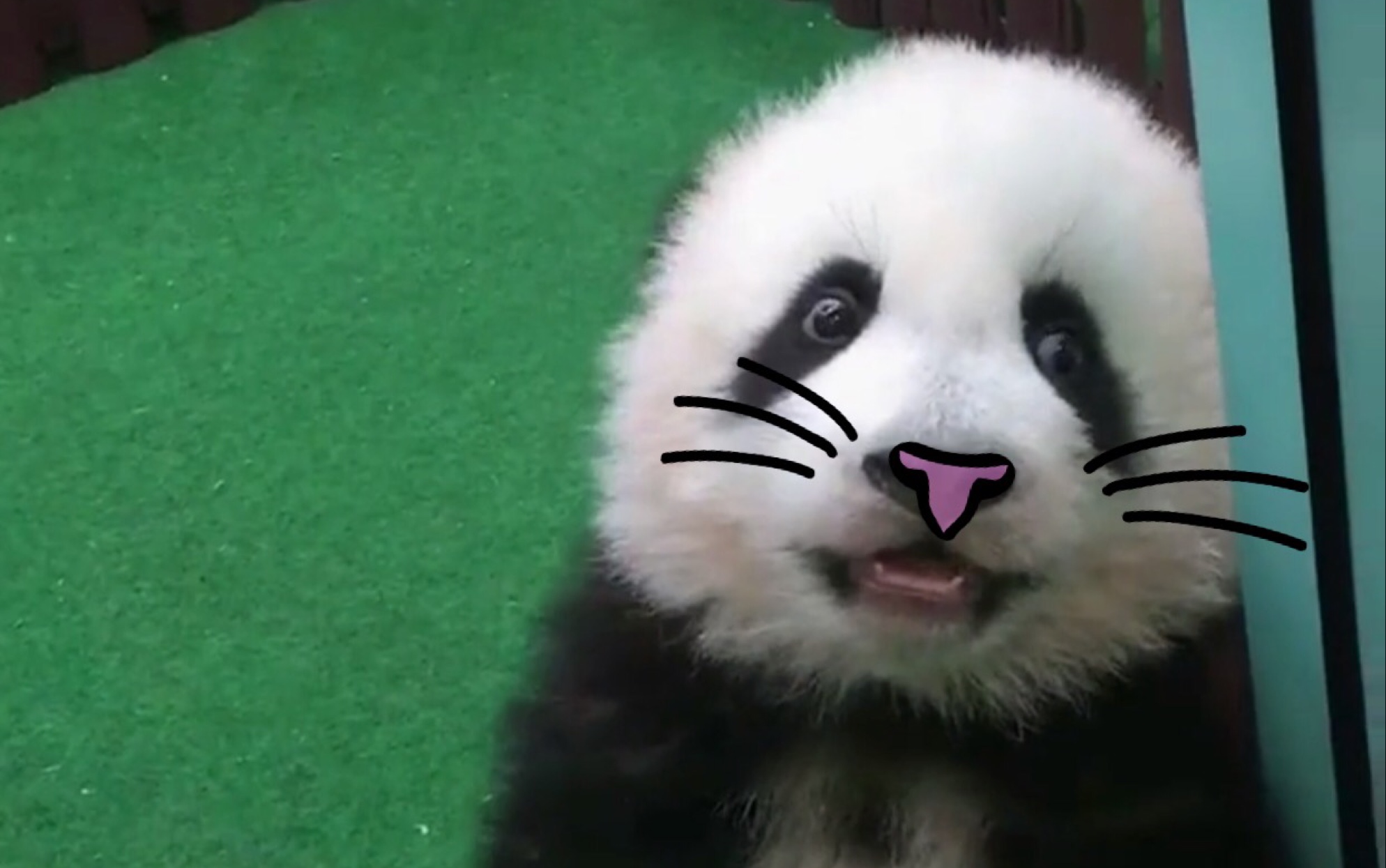 【大熊猫暖暖妹】天生自带萌