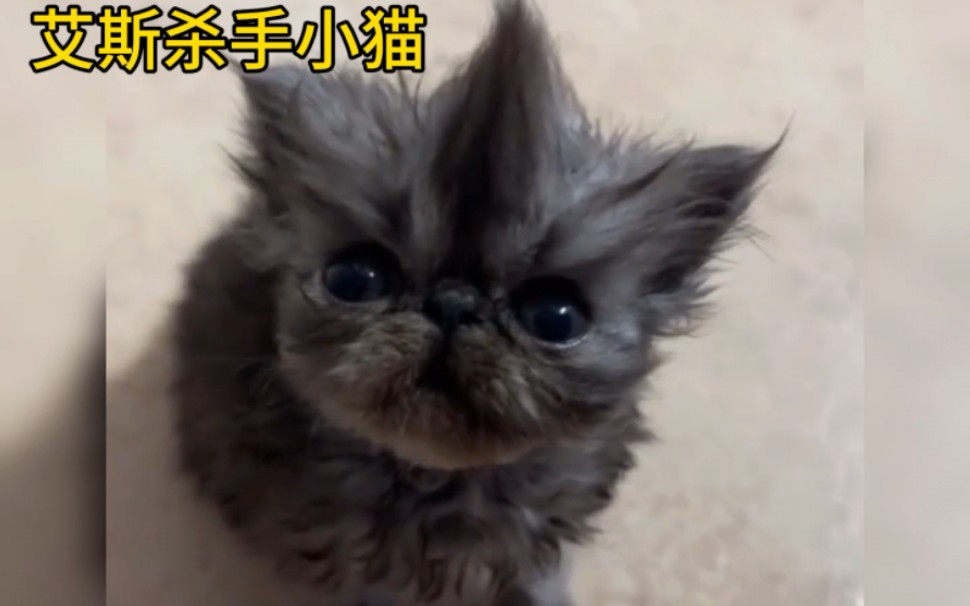 各种网红小猫合集-末世岛屿-y-↘-哔哩哔哩视频